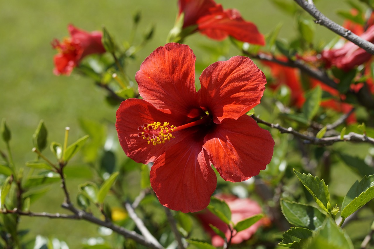 Hibiskus