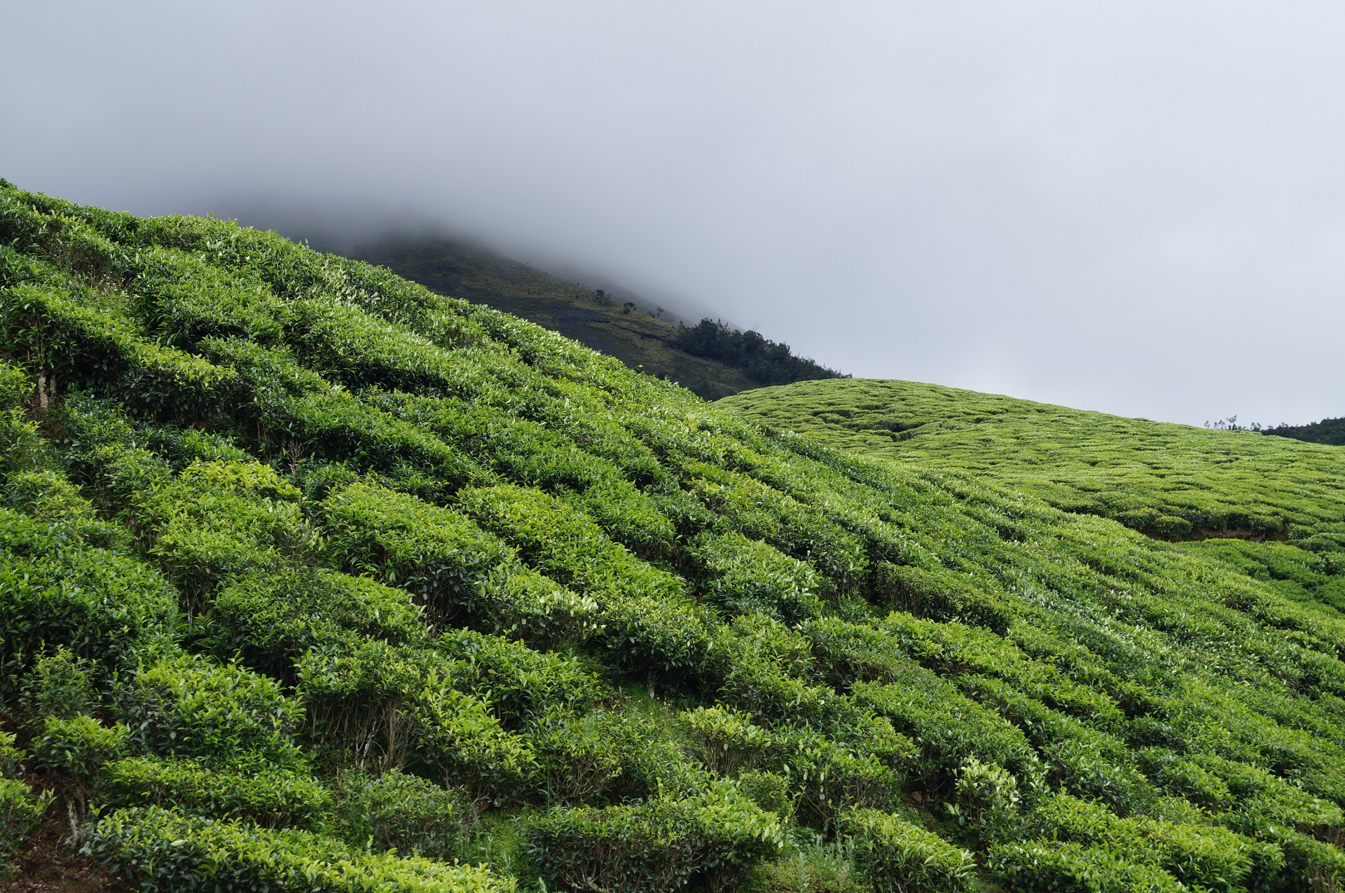 Teegarten in Assam