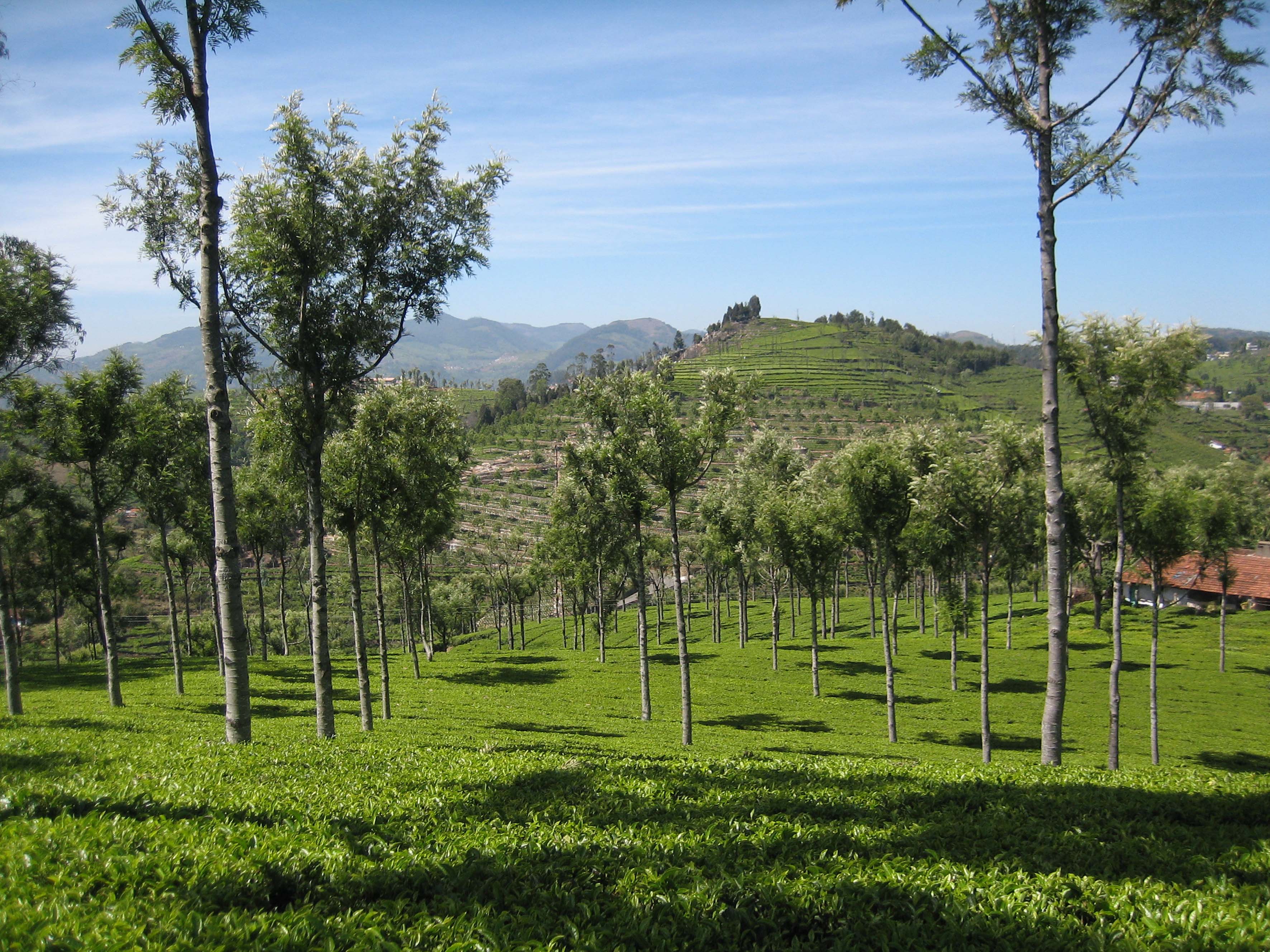 Teegarten in Indien