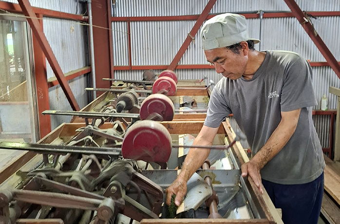 Mitarbeiter kontrolliert sorgfältig den Verarbeitungsvorgang frisch geernteter Teeblätter in seiner Manufaktur Mitarbeiter kontrolliert sorgfältig den Verarbeitungsvorgang frisch geernteter Teeblätter in seiner Manufaktur