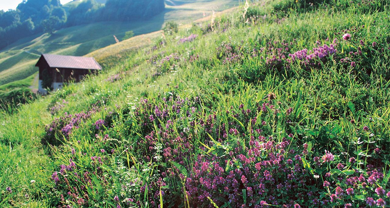 Alpenkräuterwiese im Walsertal – Ursprung unseres Bergtees Blühende Kräuterwiese im Walsertal in Vorarlberg mit violetten Alpenblumen und Blick auf die Berglandschaft