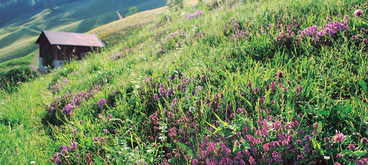 Alpenkräuterwiese im Walsertal