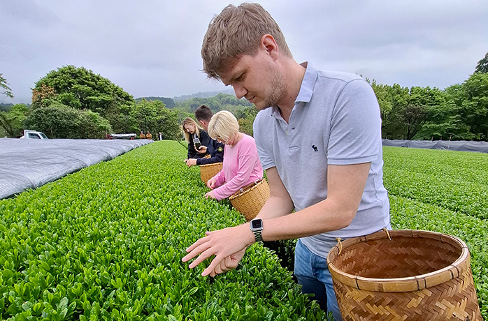 Tobi pflückt frische Teeblätter bei der ersten Ernte des Jahres auf einer japanischen Teeplantage Tobi pflückt frische Teeblätter bei der ersten Ernte des Jahres auf einer japanischen Teeplantage