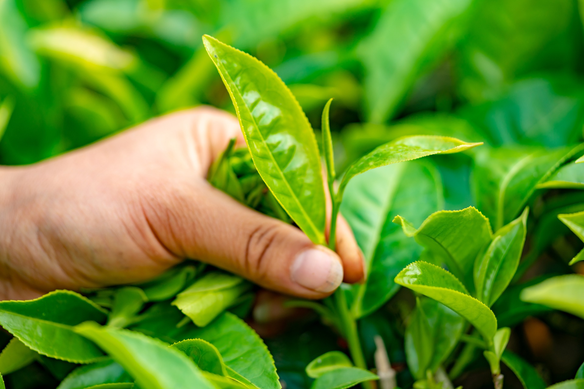 Camelia Sinensis Teepflanze