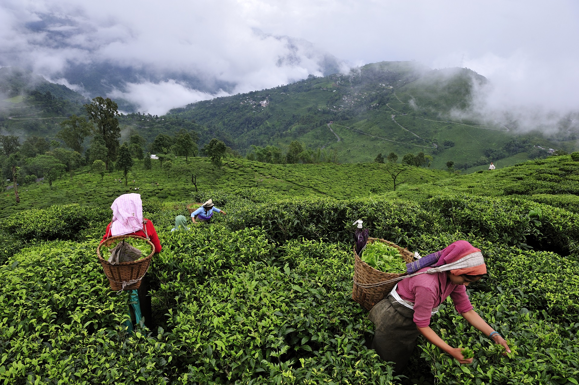 Teegarten in Darjeeling
