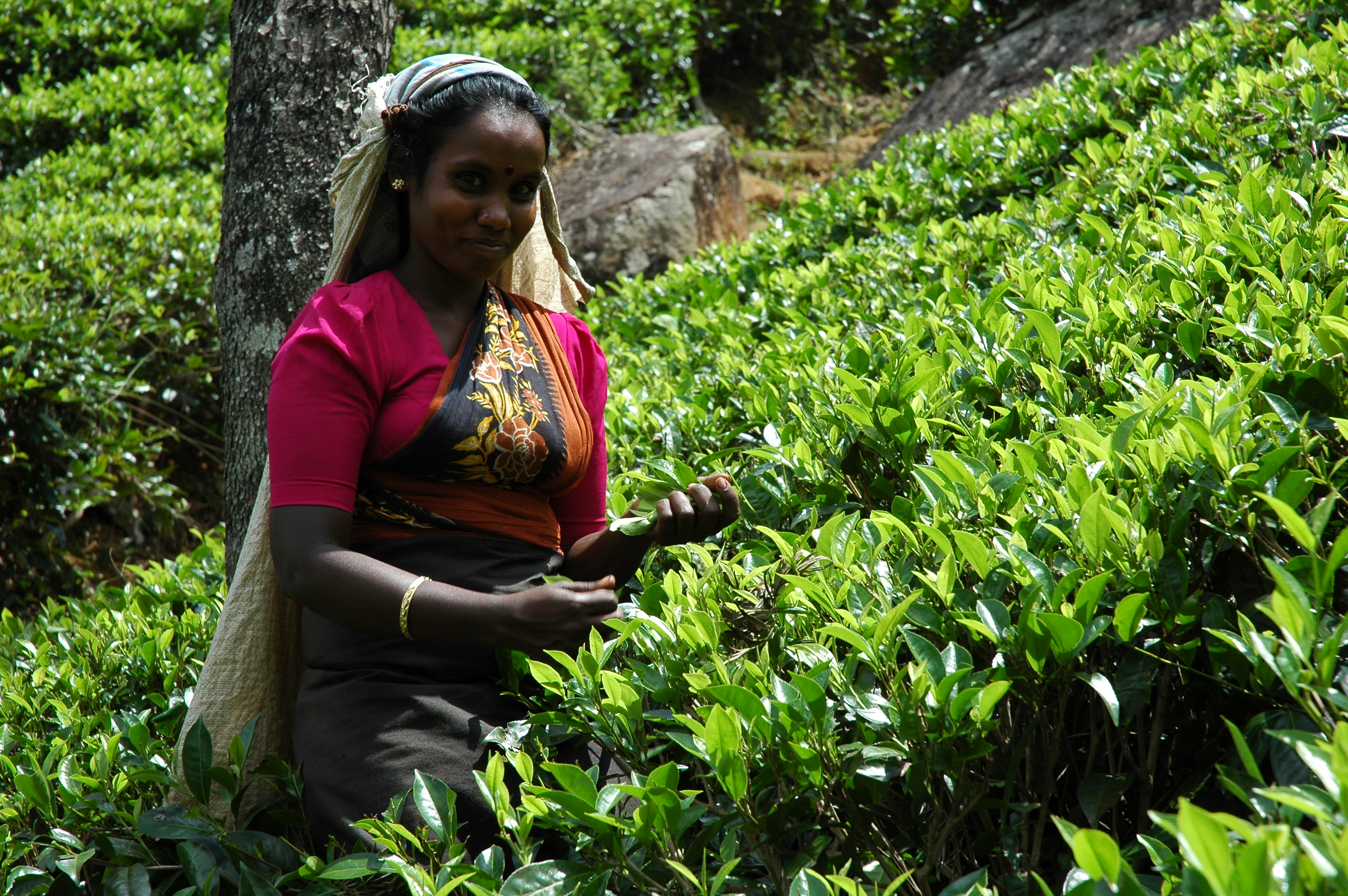 Darjeeling First Flush 2017