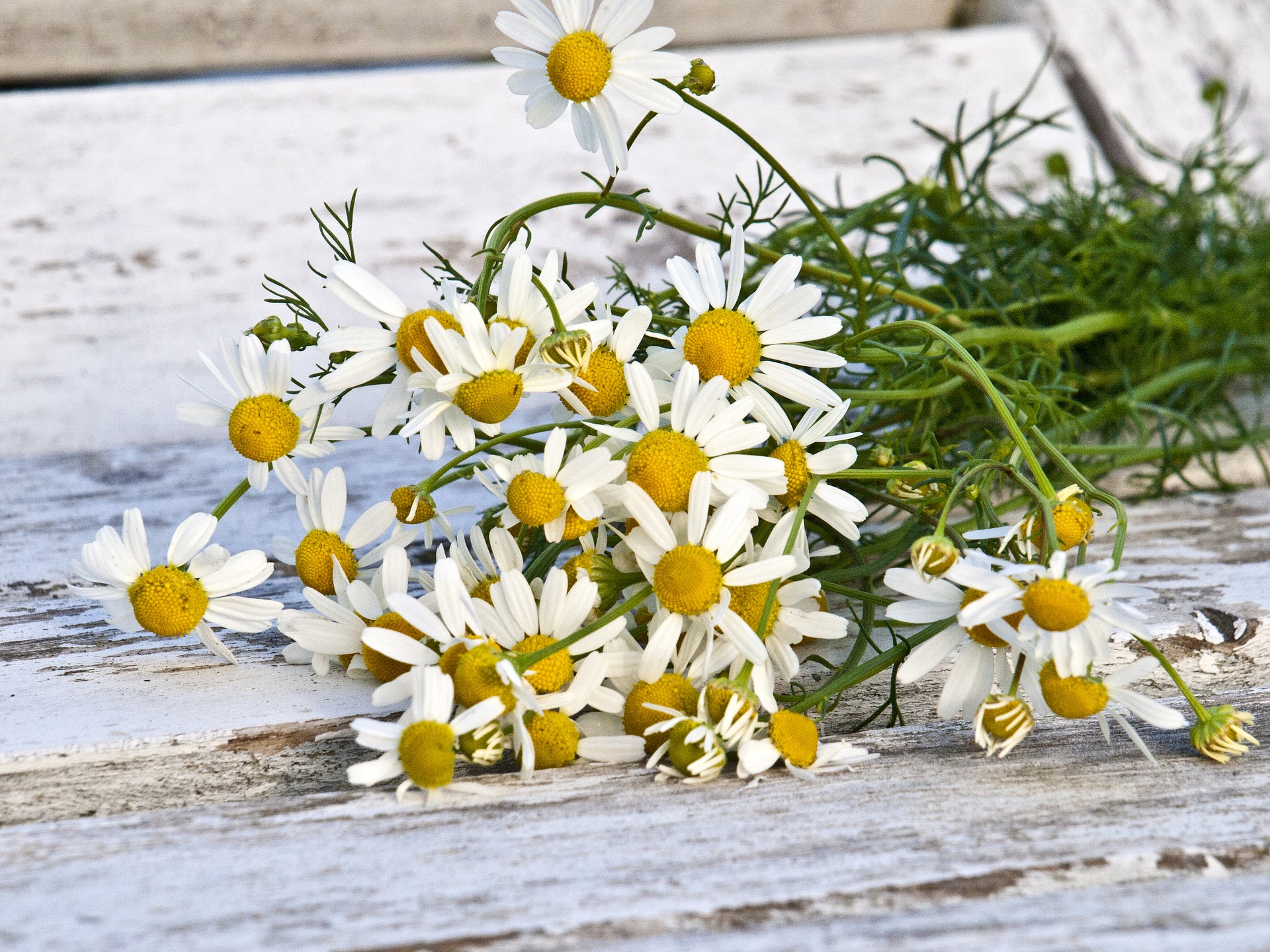 Kamillenblüten chamomile-g4eaebe98f_1920