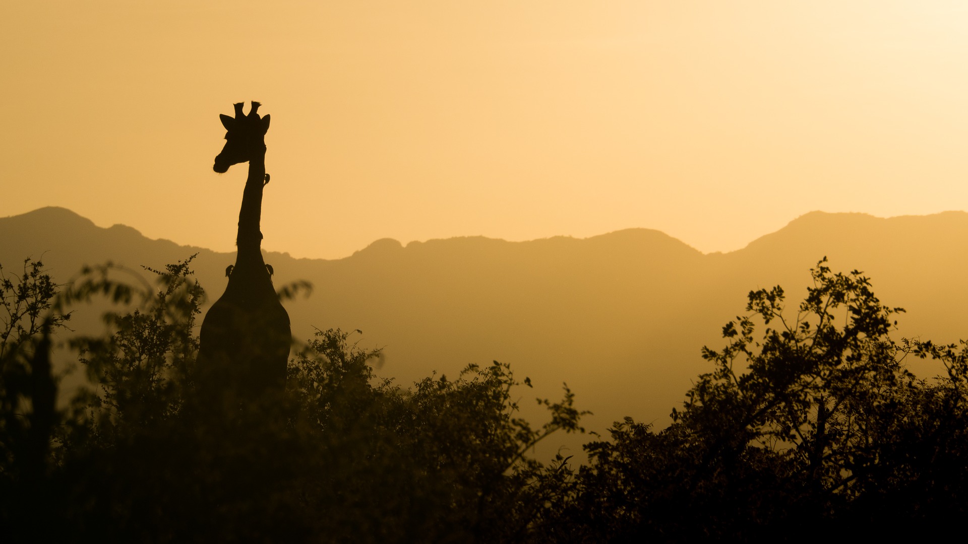Giraffe Afrika Sonnenuntergang