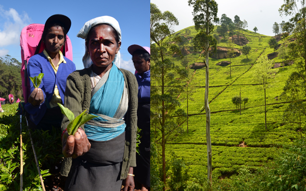 Sri Lanka Pfückerin Sri Lanka Pfückerin