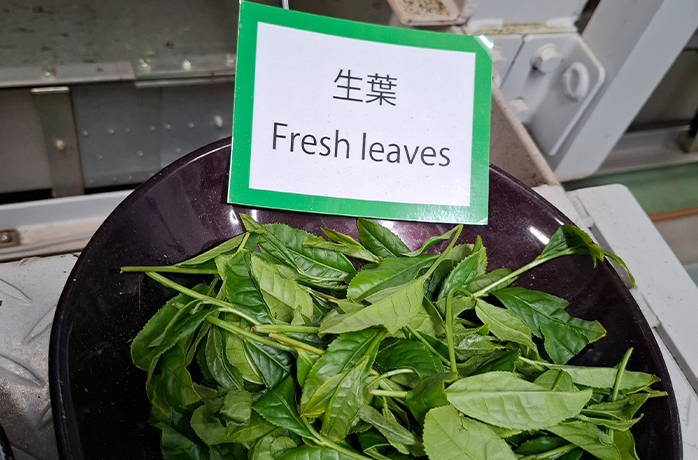 Frische Teeblätter vor der Verarbeitung in einer Schale mit Beschriftung in Japanisch und Englisch Frische Teeblätter vor der Verarbeitung in einer Schale mit Beschriftung in Japanisch und Englisch