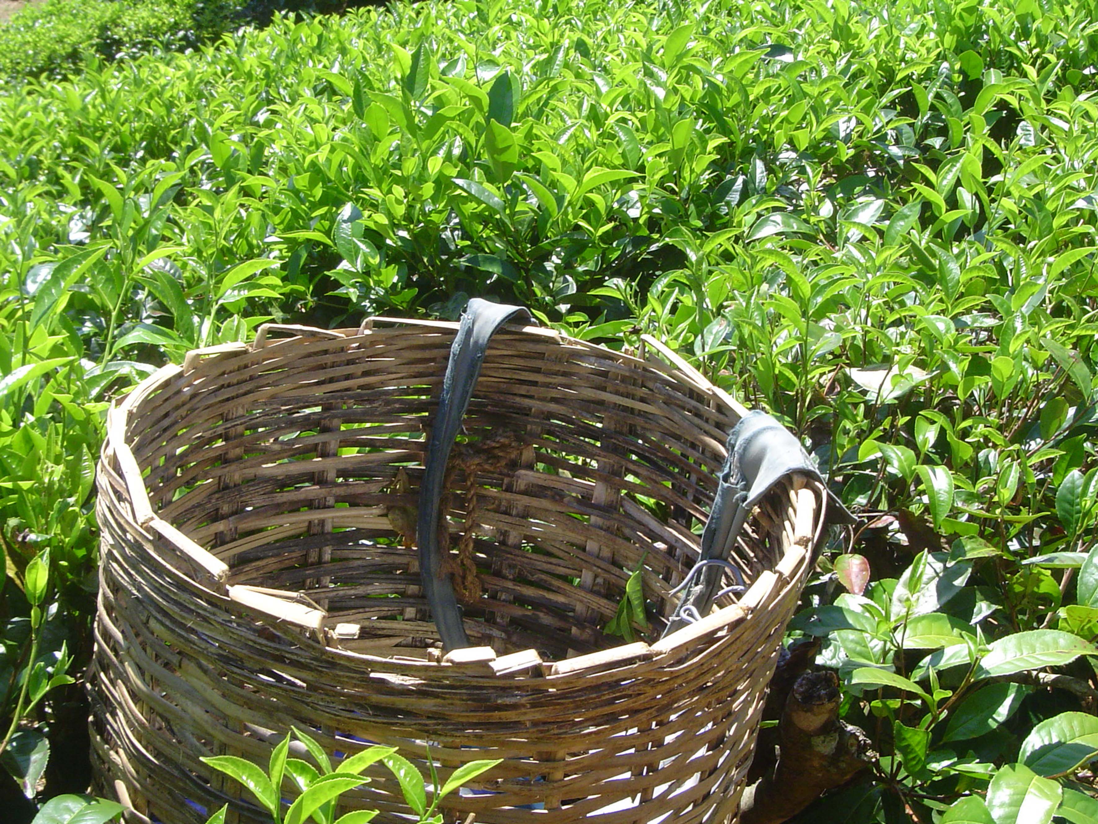 Teegarten mit Korb