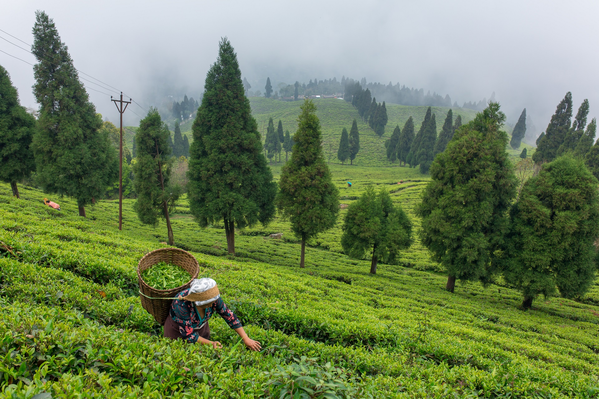 Teegarten in Sikkim