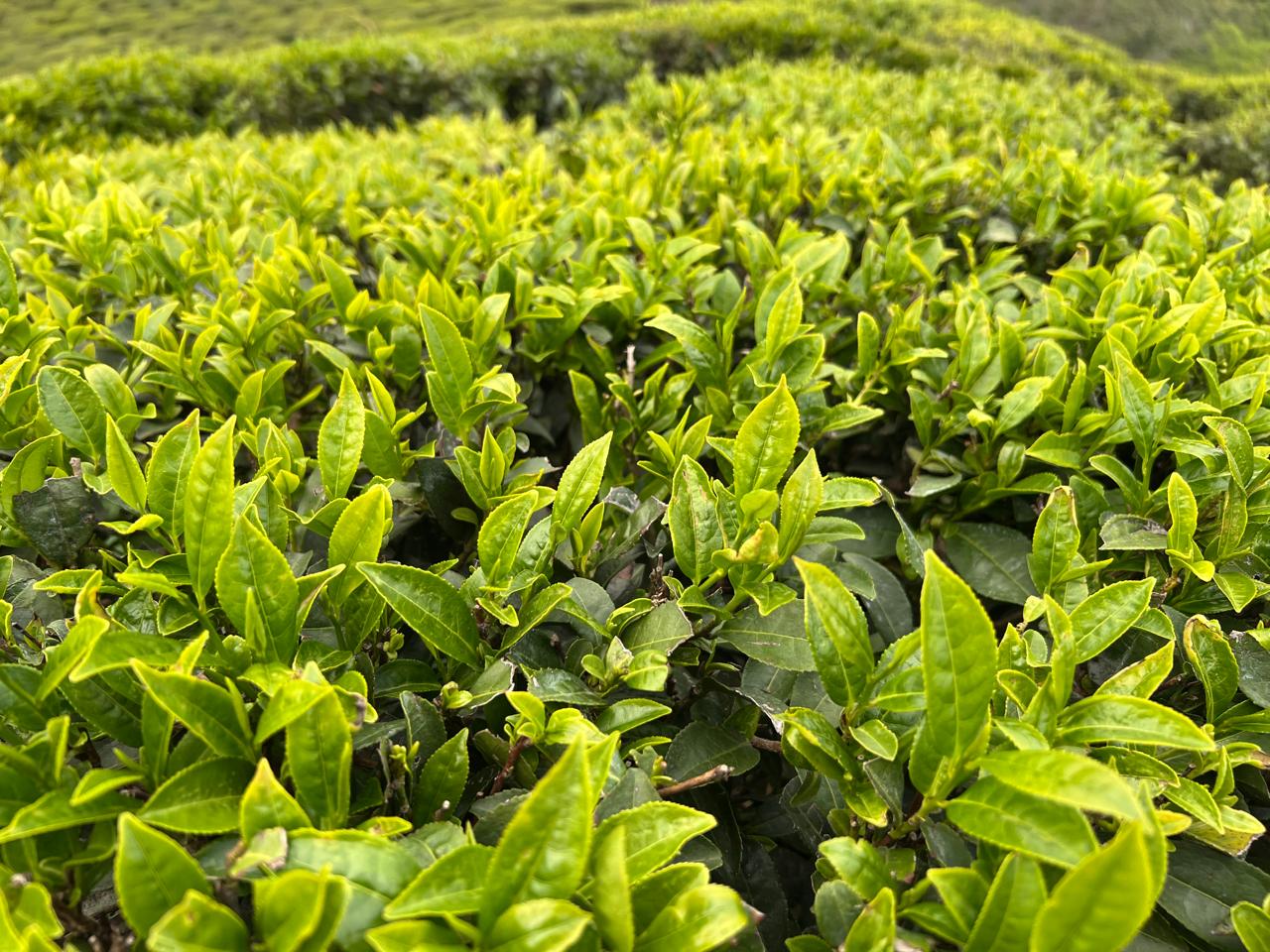 Teegarten Balasun Saftig grüne Teeblätter im Teegarten Balasun