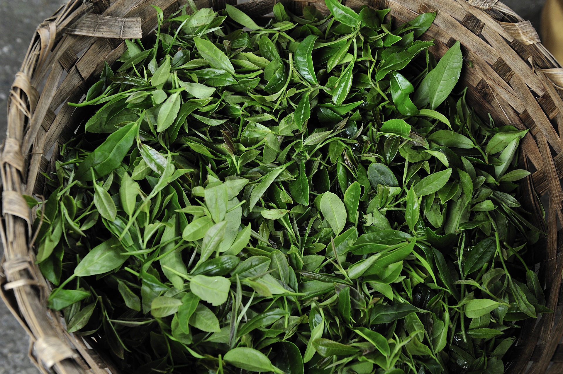 Teegarten in Nilgiri