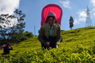 Sri Lanka Teepflücker