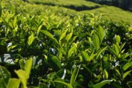 Sri Lanka Landschaft