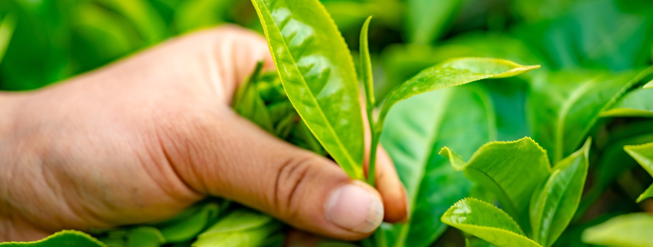 Camelia Sinensis Teepflanze