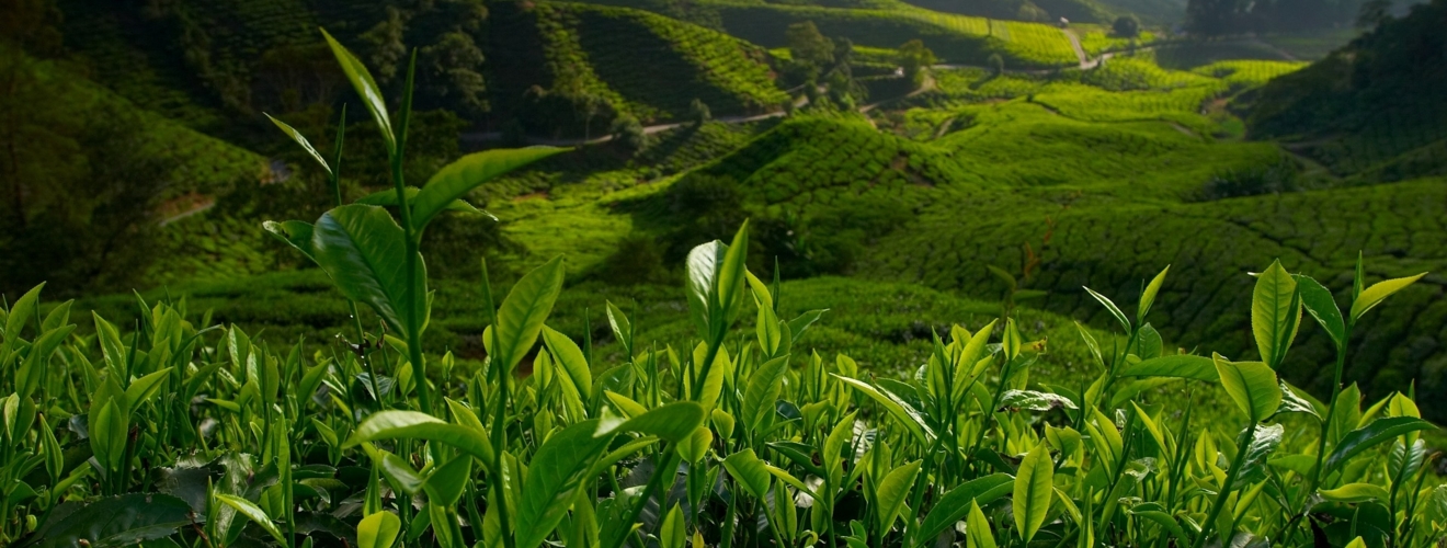 Teeplantage