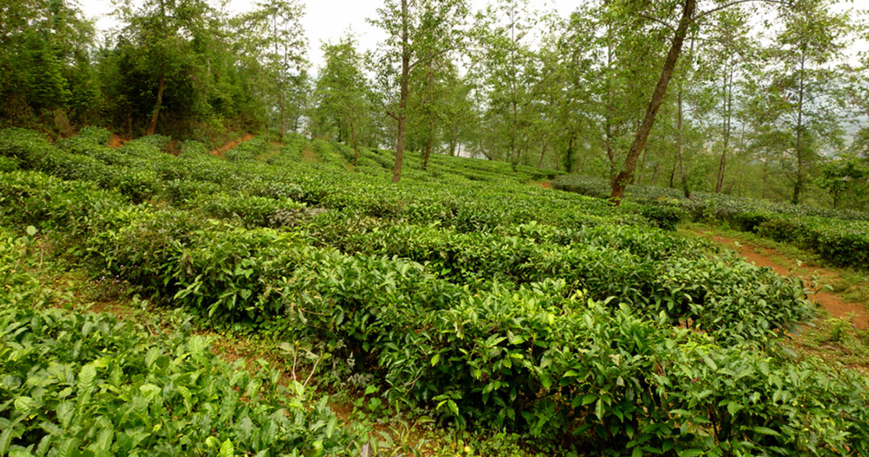 Die Geheimnisse von Pu Erh