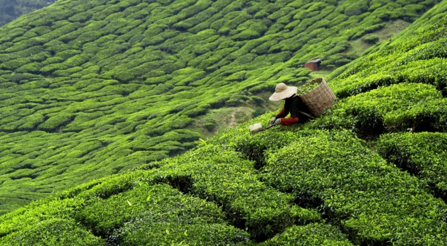 Teegarten mit Teepflücker