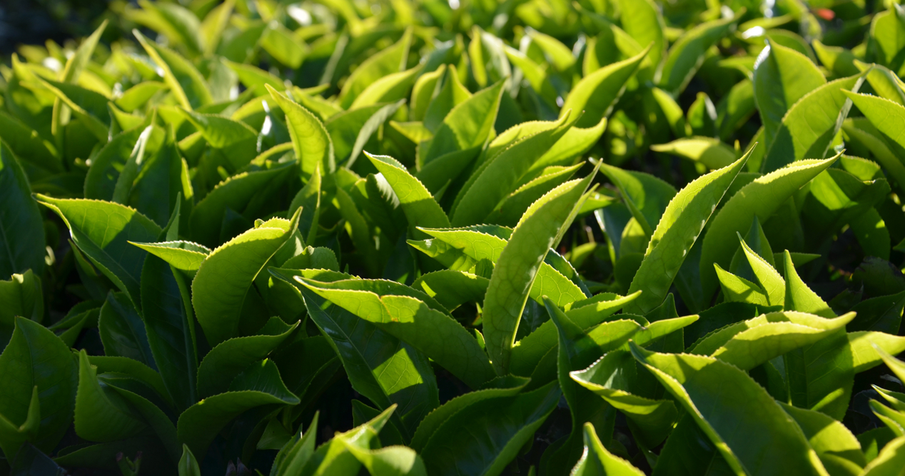 Teeblätter Camelia Sinensis