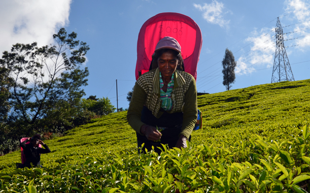 Sri Lanka Teepflücker