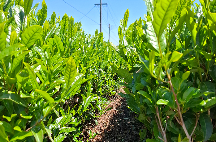Zwischen den Teereihen – Grünteeanbau in Japan Nahaufnahme zwischen zwei Reihen grüner Teepflanzen bei Sonnenschein – Blick durch den Teegarten