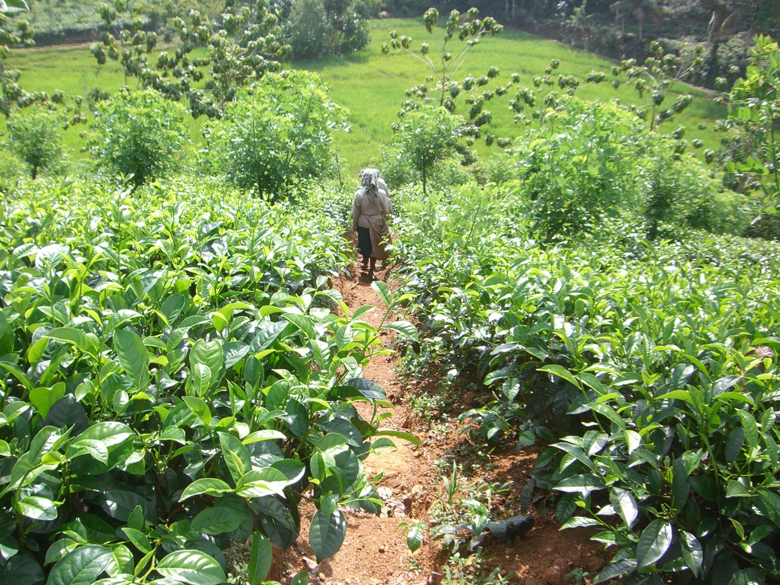 Sri Lanka Teegarten