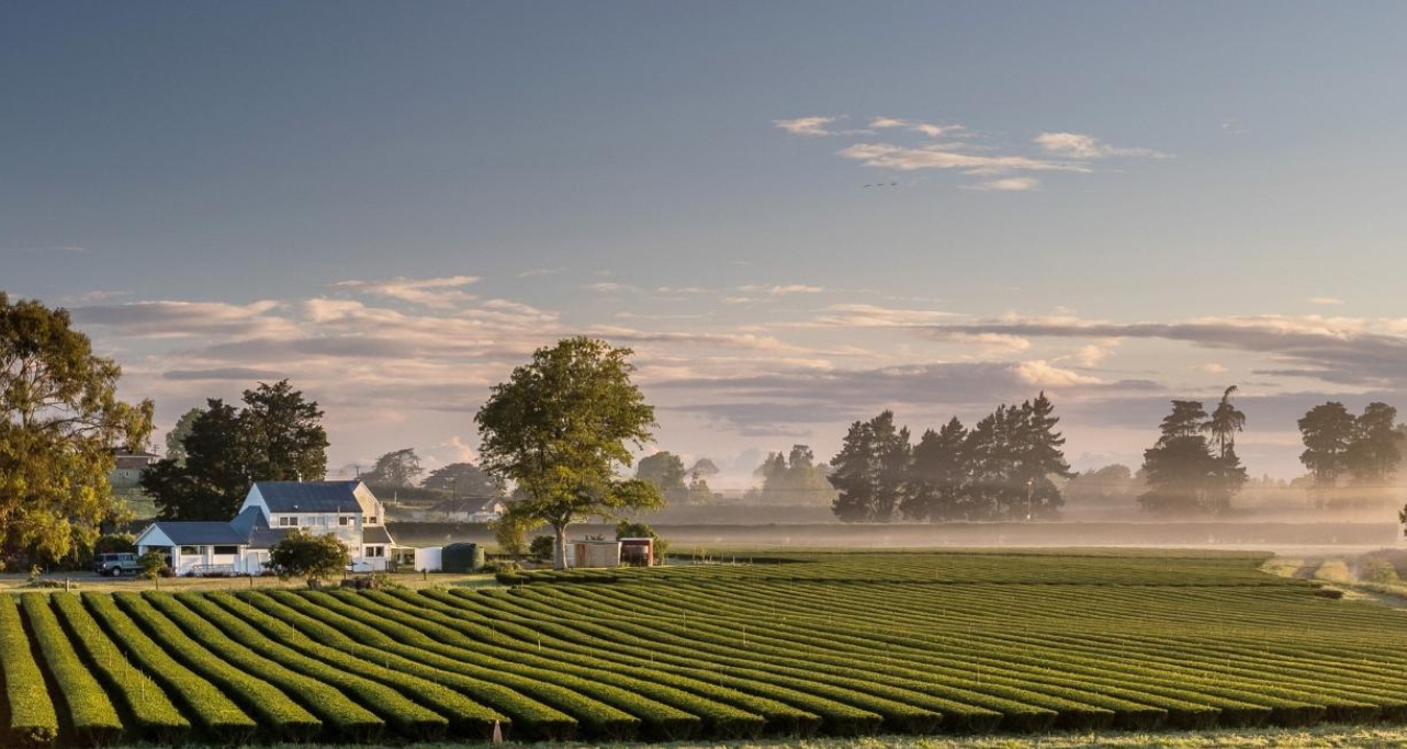 New Zealand Tees (2)