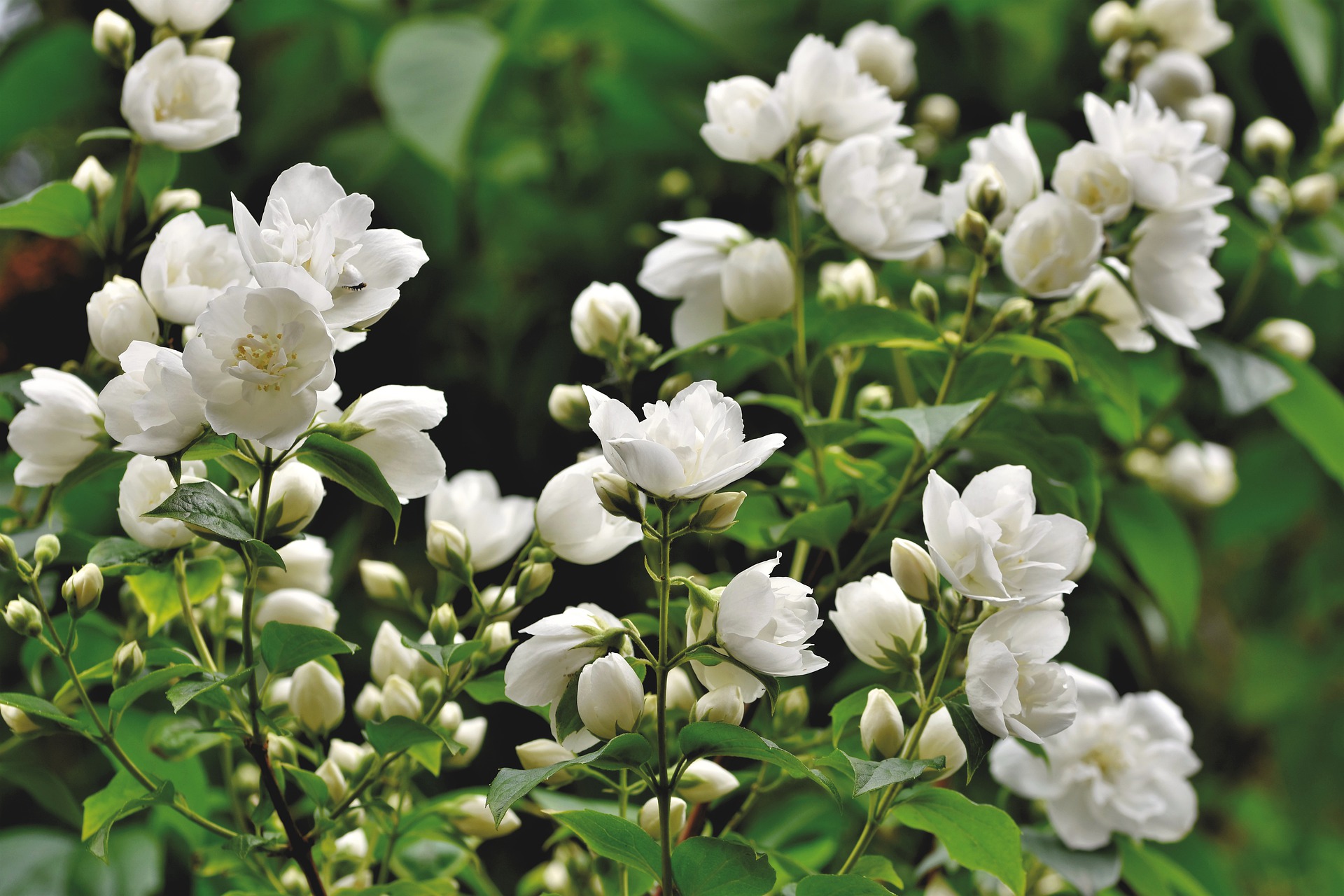 Jasminblüten scent-of-jasmine-g7f1407757_1920