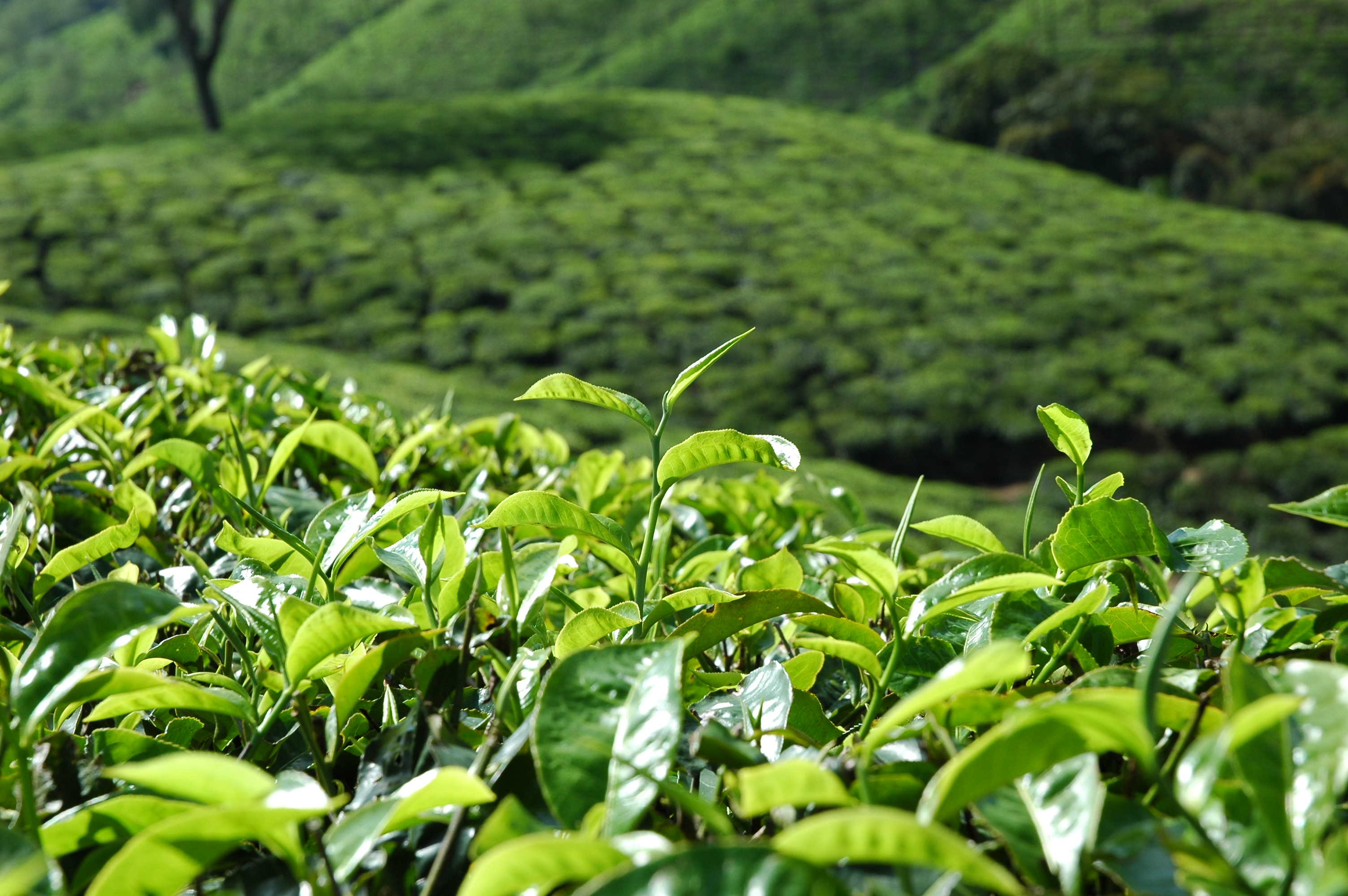 darjeeling-2019-1 Teegarten