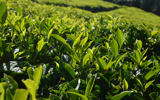 Sri Lanka Landschaft