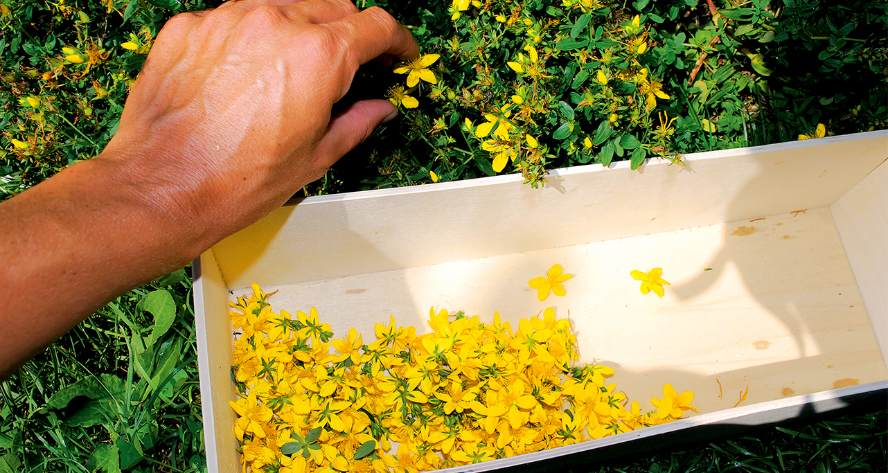 Johanniskrautblüten werden von Hand geerntet und in eine Holzschale gelegt. Johanniskrautblüten werden von Hand geerntet und in eine Holzschale gelegt.