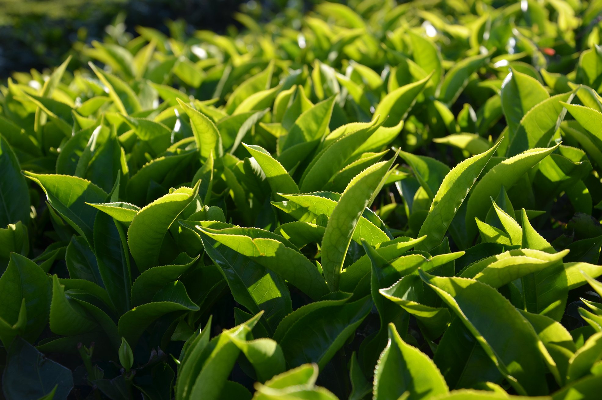 Teeblätter Camelia Sinensis